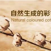 绿典彩棉：彩棉知识小课堂（一）